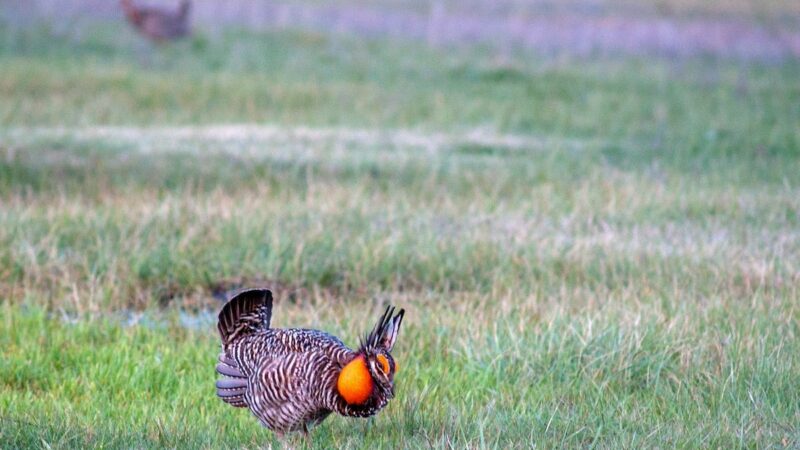 WATCH: Prairie Chicken’s Silly Mating Dance