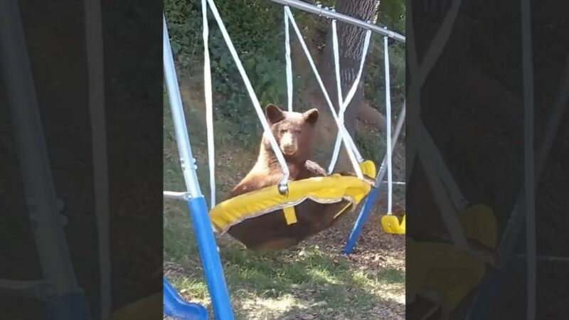 WATCH: This Wild Bear Just REALLY Loves to Swing