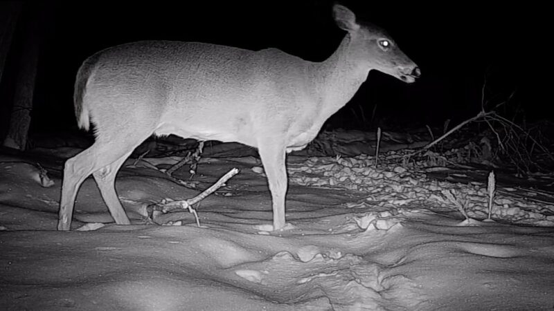 WATCH: Three-Legged Deer Makes Cameo on Maine Trail Cam