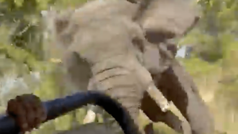 WATCH: Tourist Killed by Charging Elephant in Zambia Park