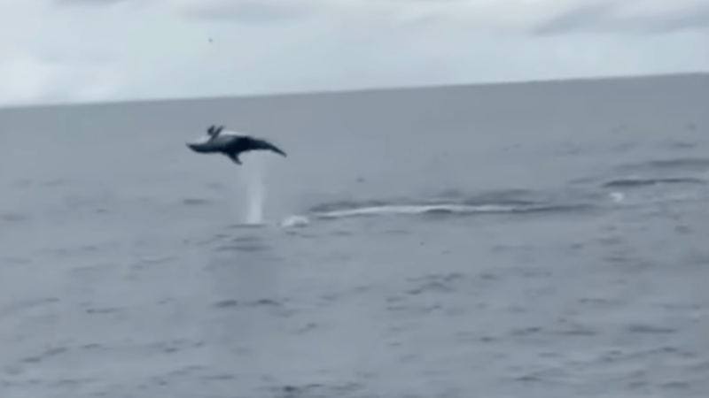 WATCH: Tourists Delighted By Dolphins Doing Backflips in the Wild