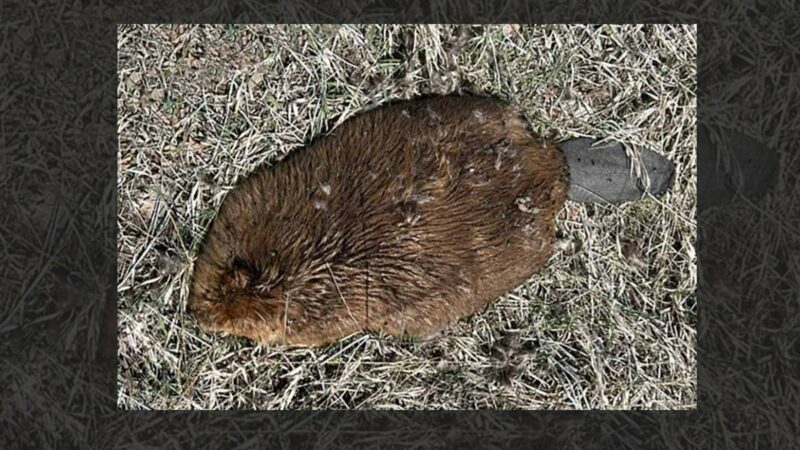 Weird Disease Killing Beavers in Utah Could Spread to Humans