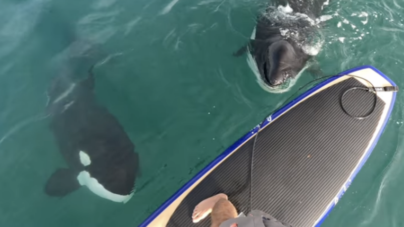 Were Orcas Thinking About Eating This Paddle Boarder?