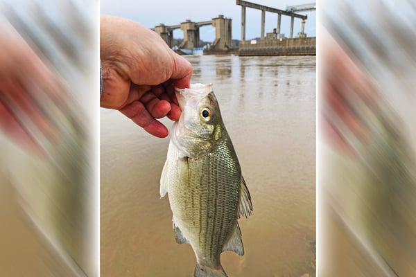 White bass run in Ohio may come a bit early this year – Outdoor News