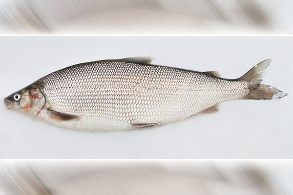 Whitefish populations improving in Great Lakes – Outdoor News