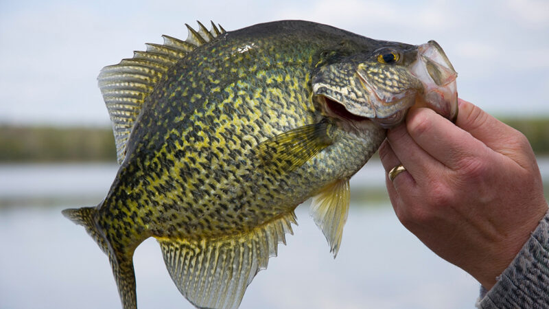 WI Daily Update: A change to targeting crappies in shallow water this spring – Outdoor News