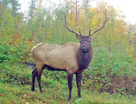 WI Daily Update: An elk hunt coming in Jackson County? – Outdoor News
