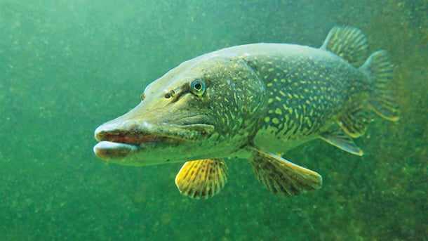 WI Daily Update: Catch big pike on the Mississippi River – Outdoor News