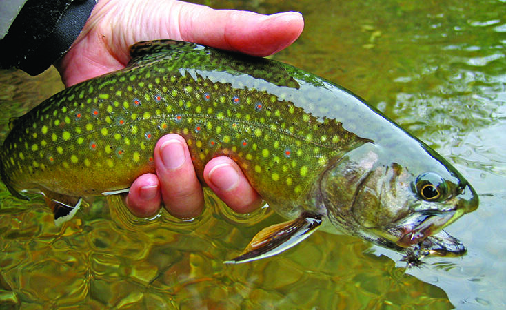 WI Daily Update: Previously undetected parasite found in trout – Outdoor News