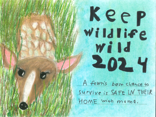 WI Daily Update: Winners announced in 2024 Keep Wildlife Wild Poster Contest – Outdoor News
