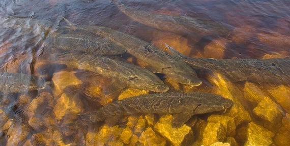 Wisconsin DNR working with USFWS on lake sturgeon, with no update yet on possible ESL listing – Outdoor News