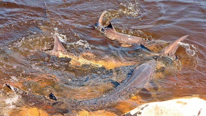 Wisconsin’s Wolf River sturgeon spawn draws curious viewers – Outdoor News