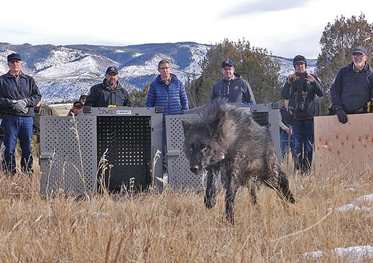 Wolf kills a calf in Colorado, the first confirmed kill after the predator’s reintroduction – Outdoor News