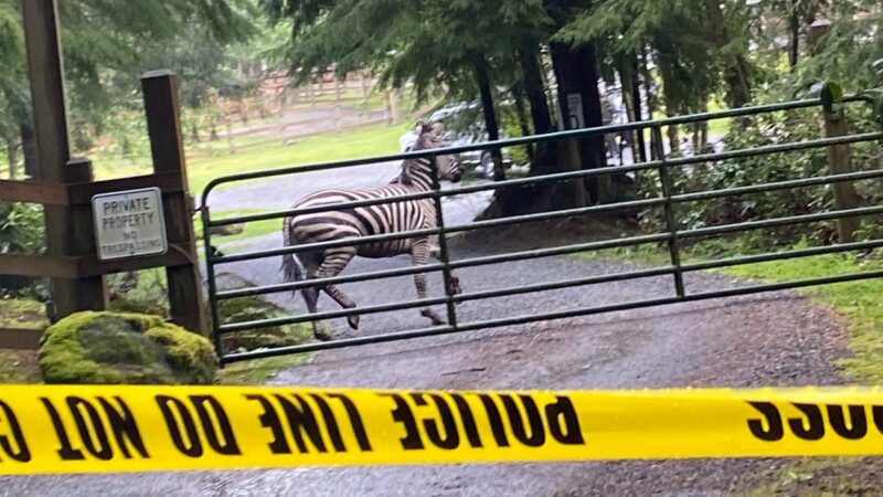 Zebras Flee Down Interstate in Washington State