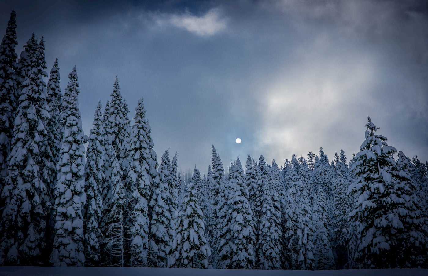 Snow covered trees with a clear full moon above them.