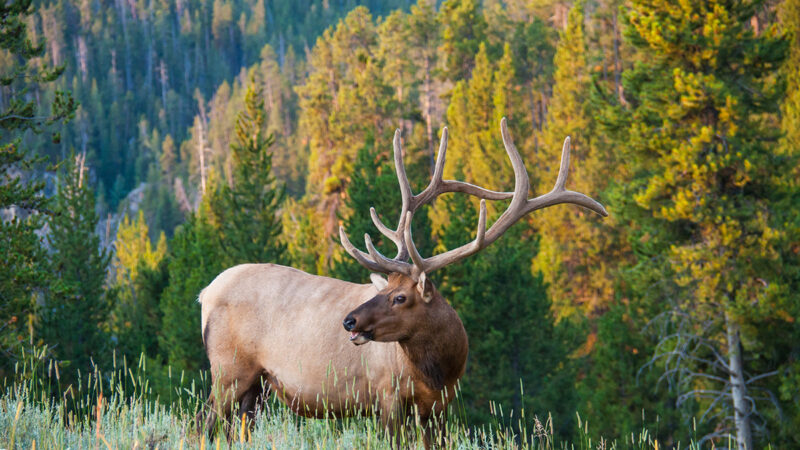 5 Cody Yellowstone Experiences RVers Can’t-Miss
