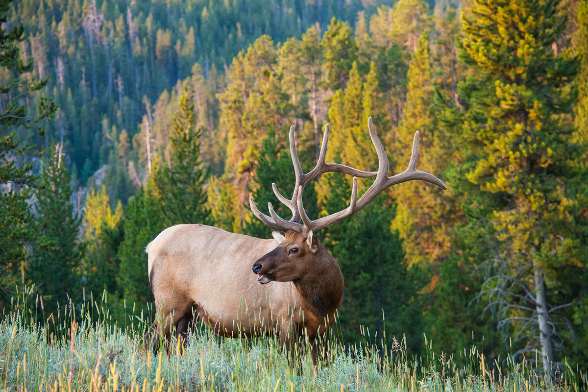 Cody Yellowstone