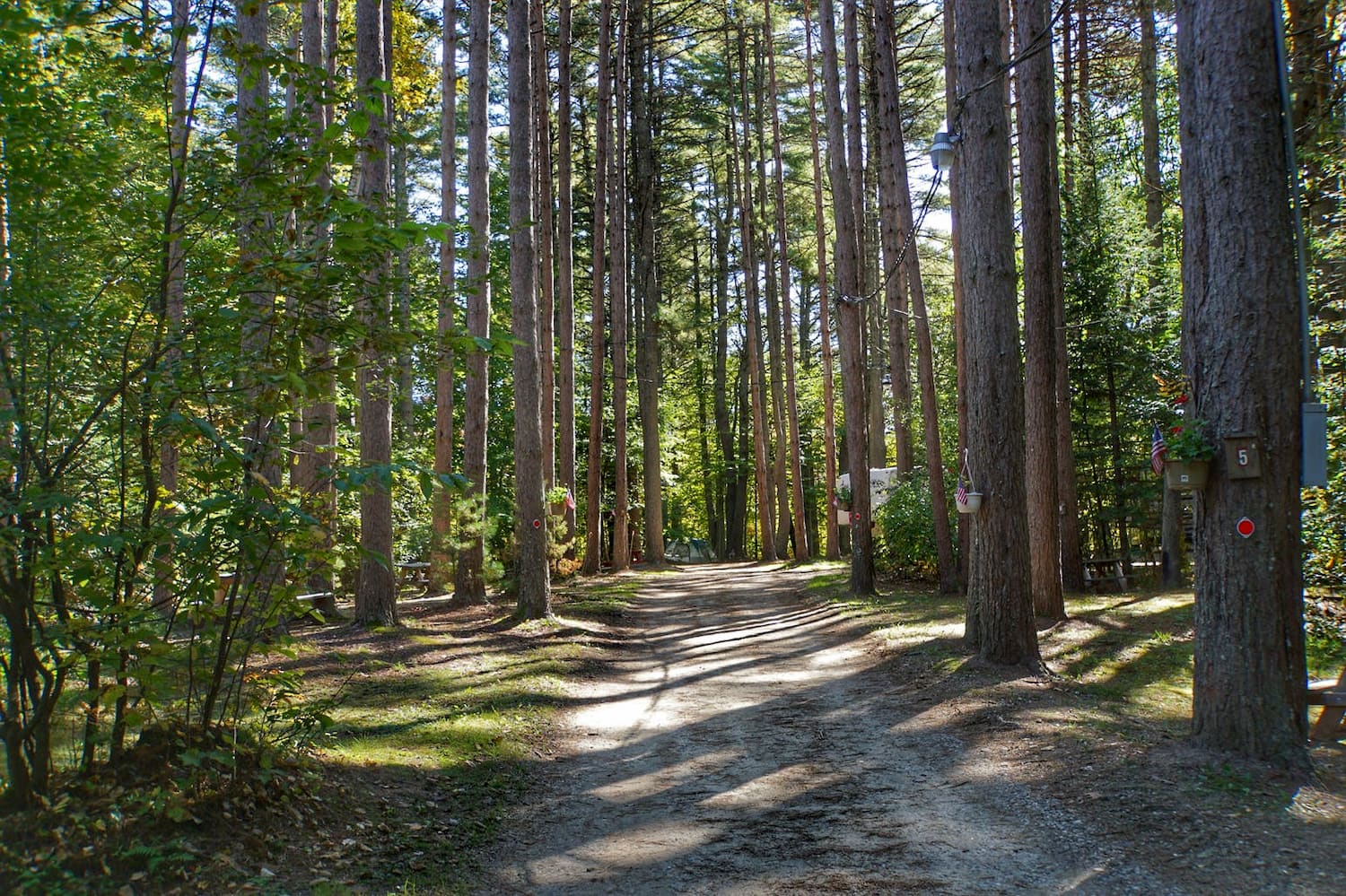 road to campsites through tons of pine trees