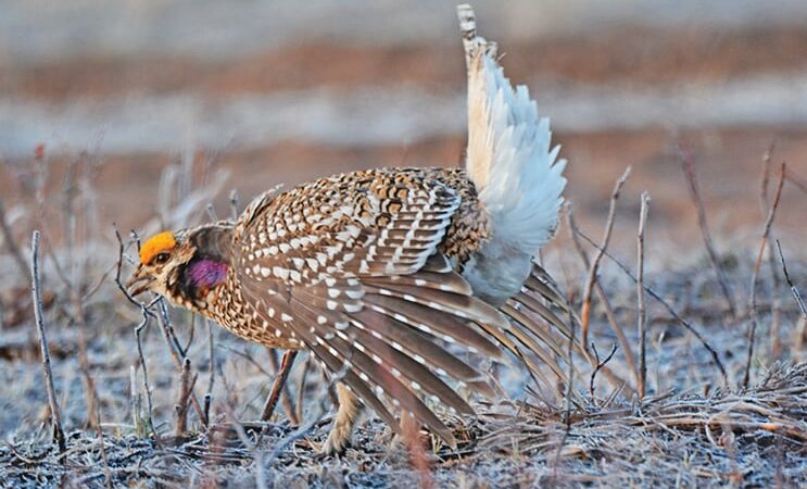 A state sharp-tailed grouse plan: Will it happen in Minnesota? – Outdoor News