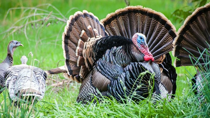 Afternoons and evenings can be great times to target turkeys, especially late in the season – Outdoor News