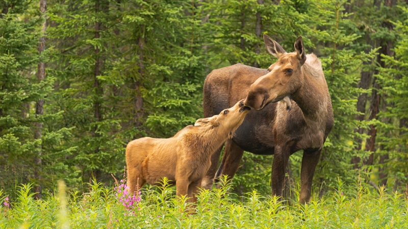 Alaska moose kills man trying to take pictures of twin calves – Outdoor News