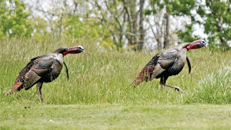All-day hunt likely boosted Missouri turkey harvest – Outdoor News