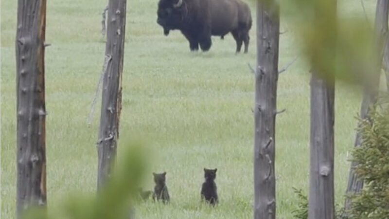 Bear Cubs’ Reaction to Seeing a Bison, Possibly for the First Time