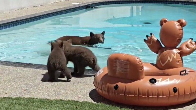 Bear Family Invades a Backyard Pool for Cutest Swim Lesson Ever