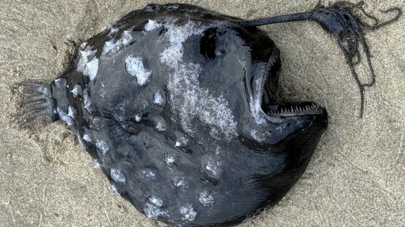Bizarre Deep-Sea Fish Washes up on Oregon Beach