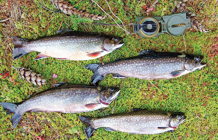 Black flies and brook trout create great adventures in the Adirondack backcountry – Outdoor News