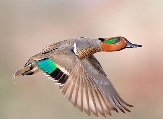 Blue-winged and green-winged teal: Examining the colorful Illinois natives – Outdoor News