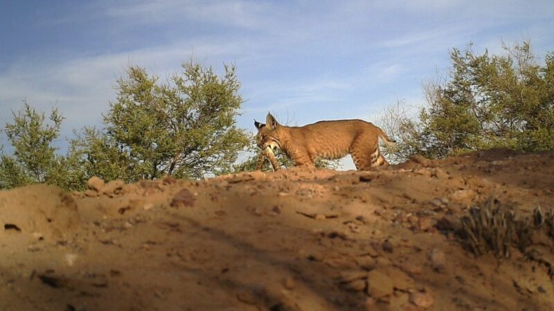 Bobcat With a Very Venomous Snack Spotted on Arizona Trail Cam