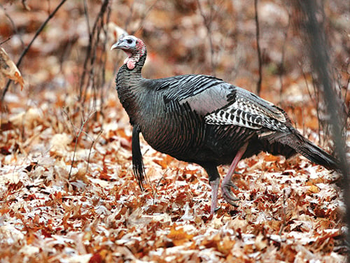 Calling bird to bird can change your turkey-hunting fortunes, which means knowing gobbler calls – Outdoor News