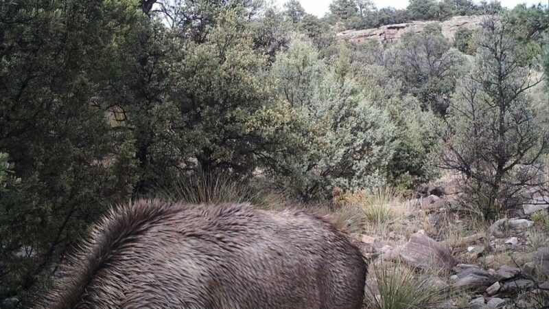 Can You Spot the Mountain Lion in This Photo?