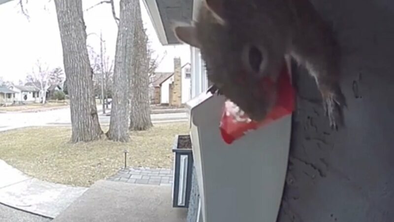 Caught on Ring Cam: Squirrel Steals Candy Bar From Mailbox