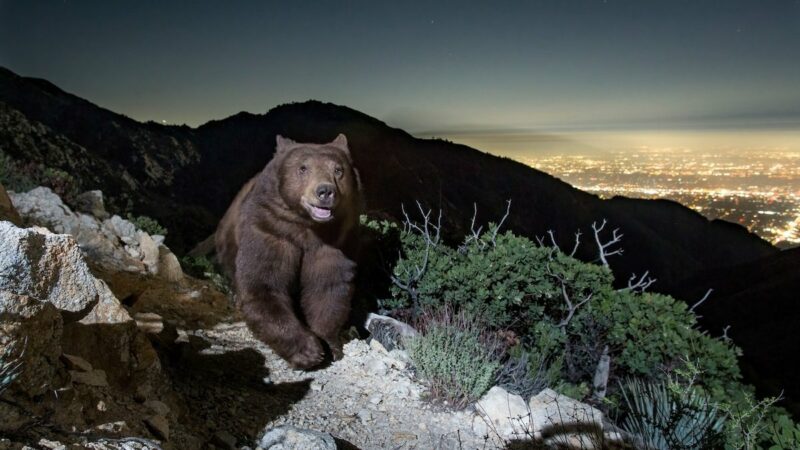 Caught on Trail Cam: Smiley Bear Is Winning the Internet