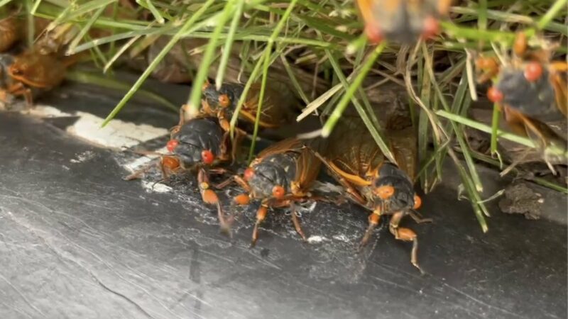 Cicada-geddon Is Upon Us. When Will The Cicadas Go Away?