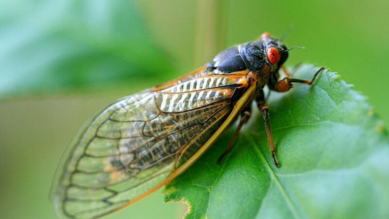 Cicada Invasion 2024: Why, How Loud, and Can You Eat Them?