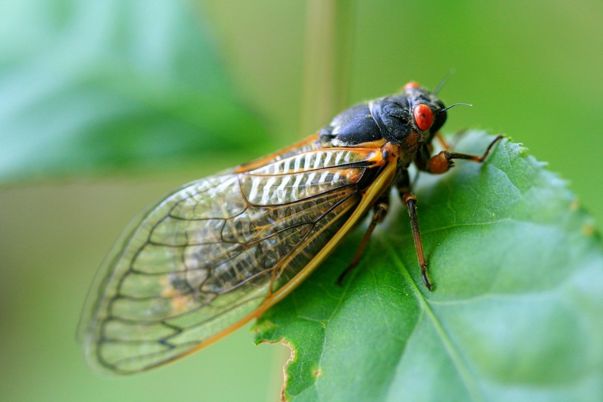 Cicada Invasion 2024 Why, How Loud, and Can You Eat Them? RV Lyfe