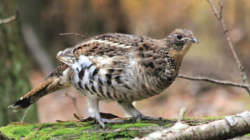 Commentary: Many Midwest states studying perils of ruffed grouse – Outdoor News