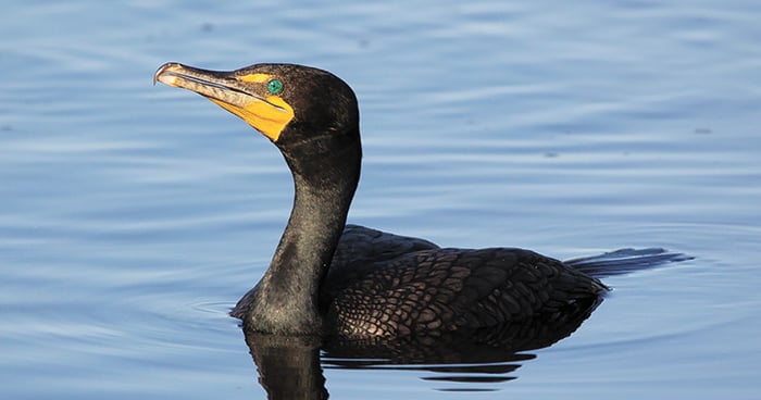 Cormorants continue to be a concern on Michigan waters – Outdoor News