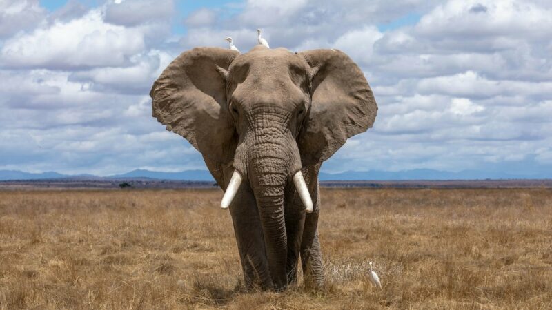 Dream Job Alert: Elephant Researcher in Africa