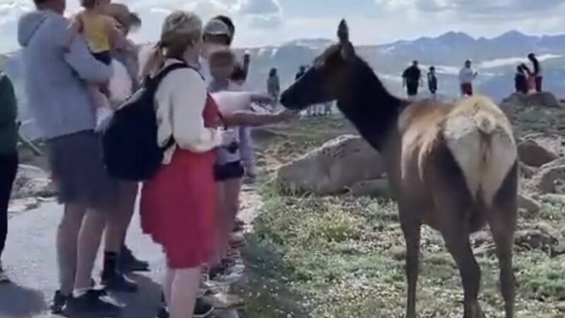 Elk Reportedly Bites Off Boy’s Fingertip in Rocky Mountain National Park