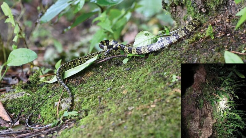 ‘Exceedingly Rare’ Snake Rediscovered on Tree in Tibet
