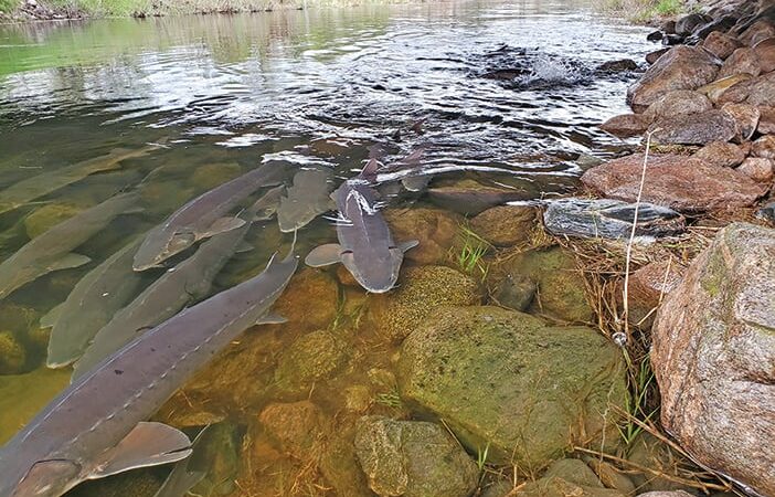 Federal funds will help enhance sturgeon passage in Minnesota’s Upper Otter Tail River – Outdoor News