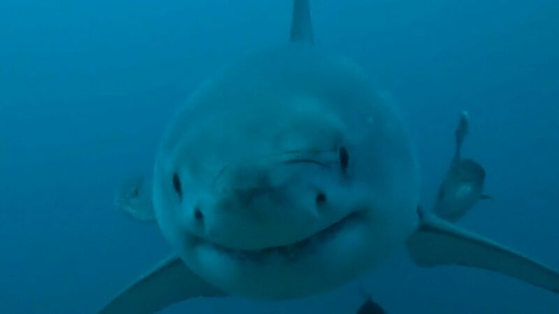 ‘First Documented Sighting’ of Great White Shark Off Alabama Coast