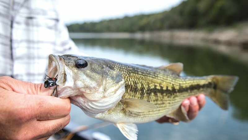 Fly-fishing gear works just fine for warmwater species like bass, too – Outdoor News