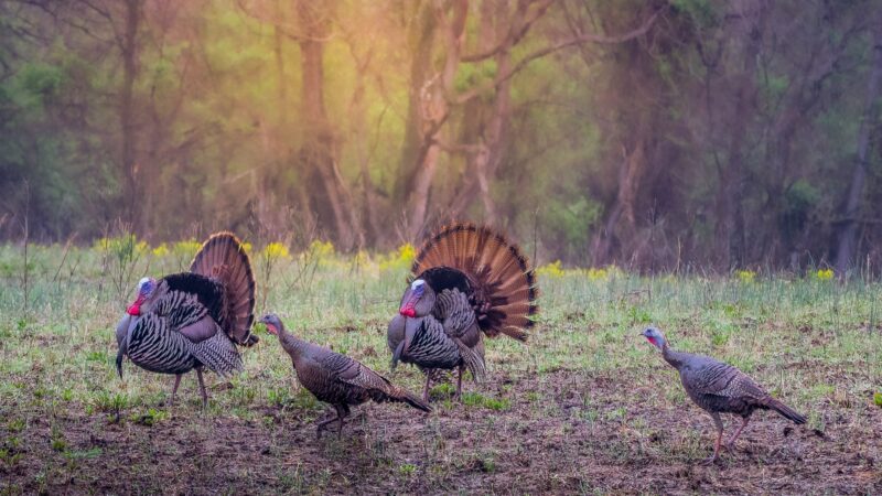 Gretchen Steele: Time to participate in Illinois’ Wild Turkey Survey Program – Outdoor News