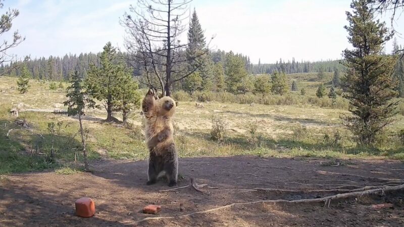 Grizzly’s Sweet Dance Moves Caught on Trail Cam in Alberta