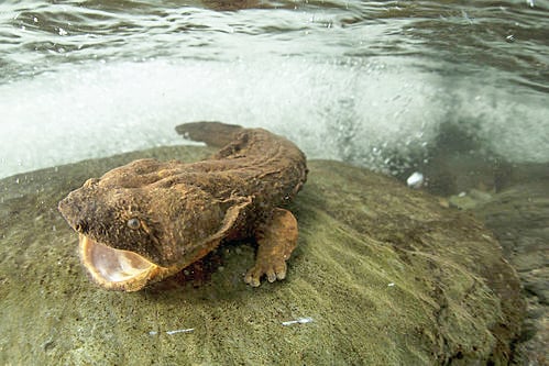 Hellbender project a good indicator of water quality in Ohio – Outdoor News